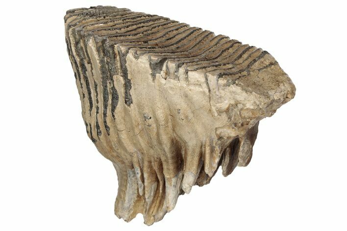 7.6" Fossil Woolly Mammoth Upper M2 Molar - North Sea Deposits